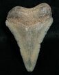 Bargain Megalodon Tooth - Peace River, FL #6370-1